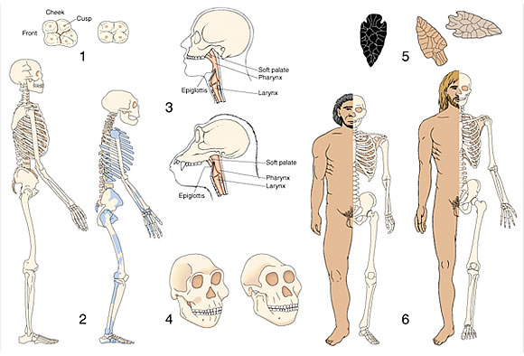 archaeological and anthropological illustrations