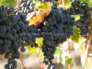 Foon Harvest_09-19-15-8820