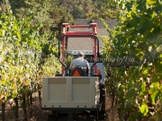 Foon Harvest_09-19-15-8826