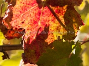 Foon Harvest_09-19-15-8827