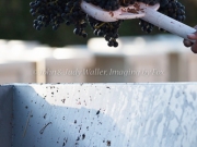 Foon Harvest_09-19-15-8837