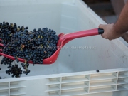 Foon Harvest_09-19-15-8848