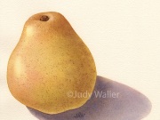 1_jwaller_comicepear