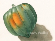 jwaller_acornsquash