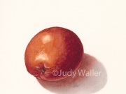 jwaller_arkansasblack