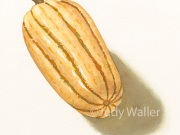 jwaller_delicata