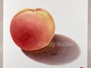 jwaller_peach