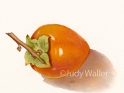 jwaller_persimmon1