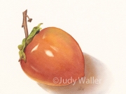 jwaller_persimmon2