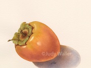 jwaller_persimmon4