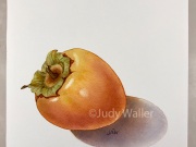jwaller_persimmon5