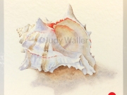 jwaller_shell-cb01