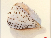 jwaller_shell-cb02