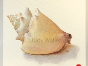 jwaller_shell-cb03