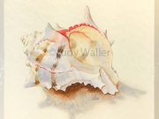 jwaller_shell-cb04