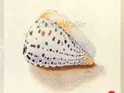 jwaller_shell-cb05