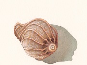 jwaller_shell3_0