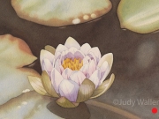 1_jwaller_laurellakelily