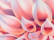 jwaller_dahliacolors