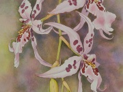 Hawaiian Orchids Series No. 14