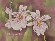 Hawaiian Orchids Series No. 18
