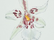 Hawaiian Orchids Series No. 6