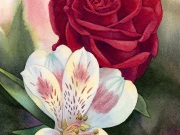 jwaller_iloveyousweetlylikearose