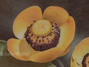 jwaller_nupharlutea