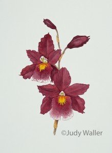 jwaller_haworchid1