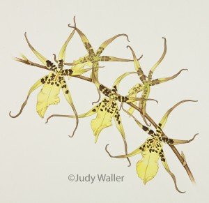 jwaller_haworchid10