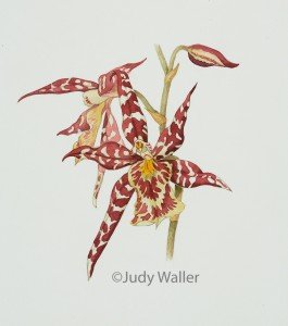 jwaller_haworchid2