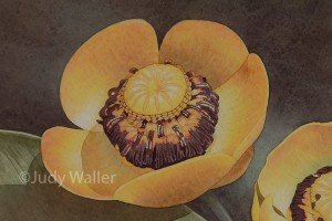jwaller_nupharlutea