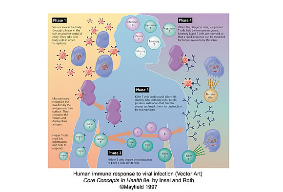vector art showing human immune response