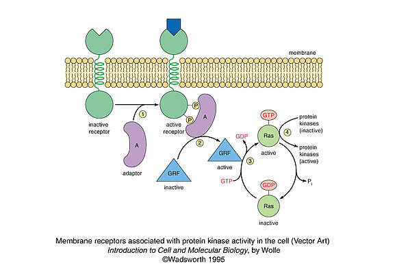 vector art of cell membrane receptors