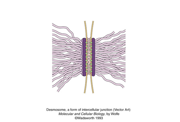 vector art of intercellular junction