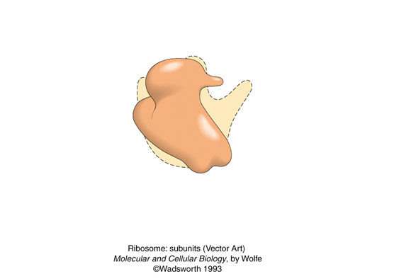 vector art of ribosome: subunits