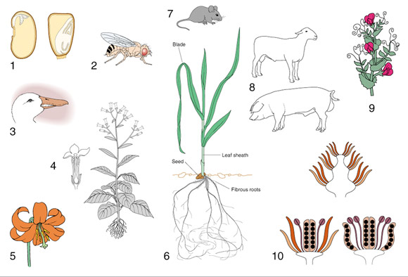 plants and animals illustrations